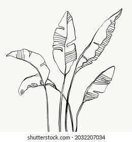 Tropical palm banana leaves. beautiful hand drawn exotic plants on white background. vector design.