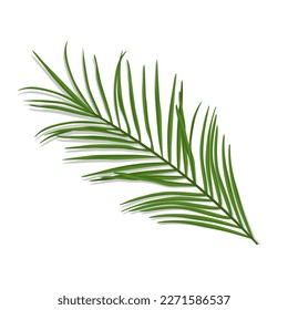 Ilustración vectorial aislada de la rama de la palma tropical. Composición en un estilo realista y brillante sobre un fondo blanco.