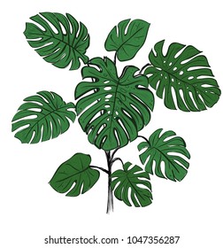 Tropical palm branch Monstera. Vector illustration Monstera.