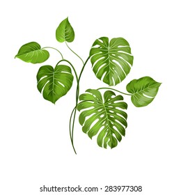 Tropical palm branch single object over white. Vector illustration.