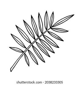 Tropical palm branch with thin leaves, outline floral hand drawn sketch on white background. Minimal line design. Vector for organic products, botanical illustration, coloring book, nature template.