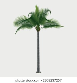 Tropical palm coconut tree vector realistic illustration, isolated on white background