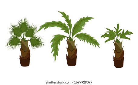 Tropical palm collection in flat style. Exotic trees that grow in warm places. Tropical tree green leaves, beach palms and retro california greenery.