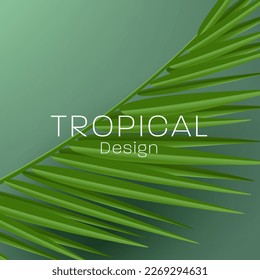 Tropical palm leaf detailed render illustration, realistic vector shape