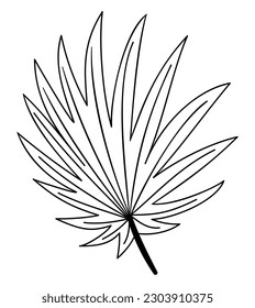 Tropical palm leaf doodle object. Hand drawn exotic plant foliage. Modern line botanical decor. Vector illustration isolated on transparent background