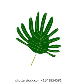 Tropical Palm Leaf, Exotic Botanical Design Element Vector Illustration