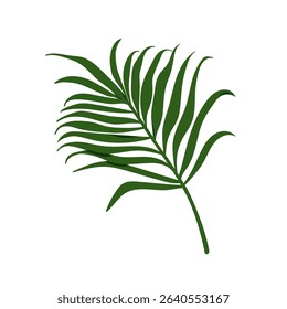Tropical palm leaf. Exotic green branch. Jungle greenery, frond, fresh foliage. Natural botanical design element, floral leafy decoration. Flat vector illustration isolated on white background