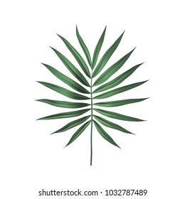 Tropical Palm leaf isolated on white background. Palm frond Vector illustration.