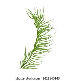 Tropical palm leaf isolated on white background, vector illustration. Best creative design for poster, flyer, presentation. 