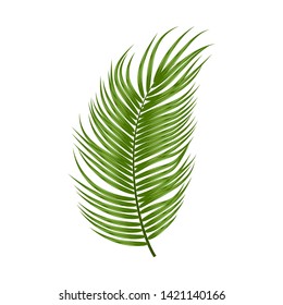 Tropical palm leaf isolated on white background, vector illustration. Best creative design for poster, flyer, presentation. 