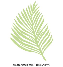 Hoja tropical de palmera aislada en un fondo blanco. Resumen del color verde del elemento botánico. Esbozar en ilustración vectorial de doodle de estilo.