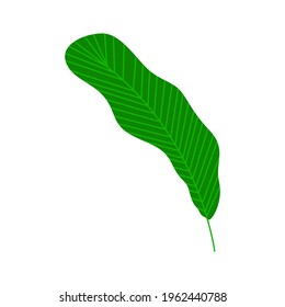 Tropical palm leaf. Isolated on a white background. Vector illustration