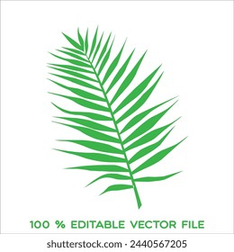 tropical palm leaf isolated on white background, clipping path included
