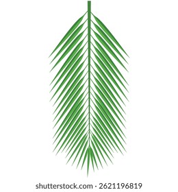 Tropical palm leaf isolated on white background