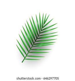 Tropical palm leaf (MacArthur's palm) with shadow isolated on white background.Vector illustration.