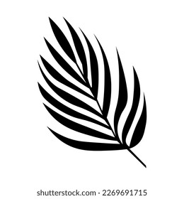 Tropical palm leaf on white background
