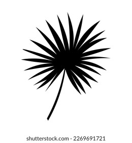 Tropisches Palmenblatt auf weißem Hintergrund