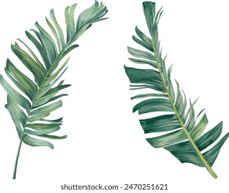 Tropical palm leaf on a white background. Watercolor botanical illustration, summer clipart.