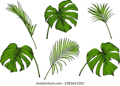 Tropisches Palmenblatt-Set. Grüne Farbenkunst-Sammlung. Einzelnes Blatt-Illustrationselement auf weißem Hintergrund.