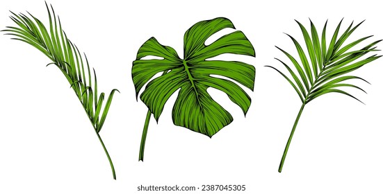 Tropical palm leaf set. Green engraved ink art collection. Isolated leaf illustration element on white background.