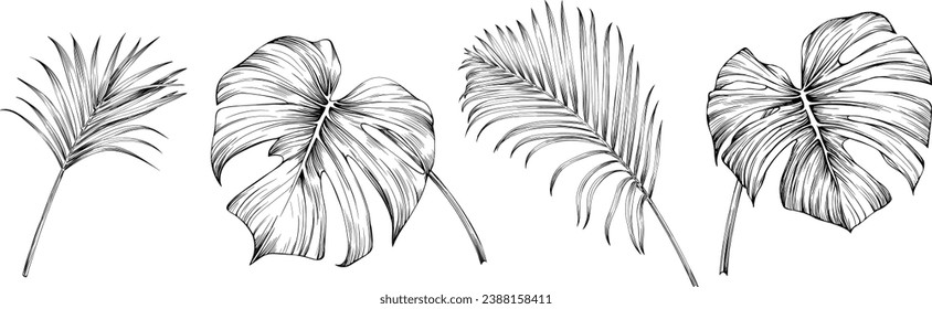 Tropical palm leaf set. Green engraved ink art collection. Isolated leaf illustration element on white background.