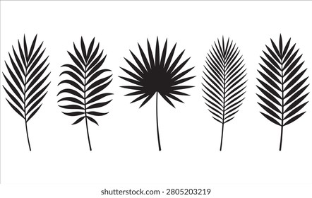 Tropical Palm Leaf Silhouette Collection, Feather Palm Leaf, Fan Palm Leaf, Coconut Palm Frond,