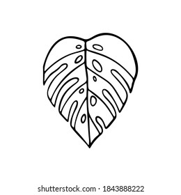 Tropisches Palmenblatt. Vektor-Doodle-Blätter der tropischen Pflanze Monstera einzeln auf weißem Hintergrund. Dschungel Natur Design für Banner, Postkarte, Poster, Textilien.