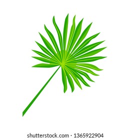 Tropical palm leaf vector illustration. Design element isolated on white background. Flat style jungle plant.