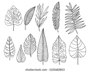 Tropical palm leave in sketch style, isolated vector illustration. Leave of palm tree in linear doodle style. Botanical minimalist print of exotic leave, sketch design.