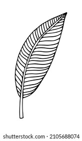 Tropical palm leave in sketch style, isolated vector illustration. Leave of palm tree in linear doodle style. Botanical minimalist print of exotic leave, sketch design.