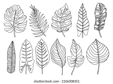 Tropical palm leave in sketch style, isolated vector illustration. Leave of palm tree in linear doodle style. Botanical minimalist print of exotic leave, sketch design.