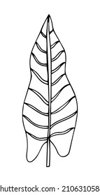 Tropical palm leave in sketch style, isolated vector illustration. Leave of palm tree in linear doodle style. Botanical minimalist print of exotic leave, sketch design.