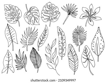 Tropical palm leave in sketch style, isolated vector illustration. Leave of palm tree in linear doodle style. Botanical minimalist print of exotic leave, sketch design.