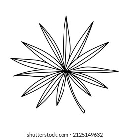 Tropical palm leave in sketch style, isolated vector illustration. Leave of palm tree in linear doodle style. Botanical minimalist print of exotic leave, sketch design.
