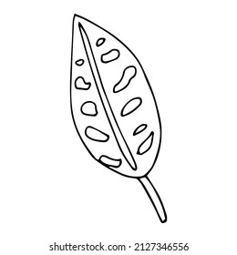 Tropical palm leave in sketch style, isolated vector illustration. Leave of palm tree in linear doodle style. Botanical minimalist print of exotic leave, sketch design.