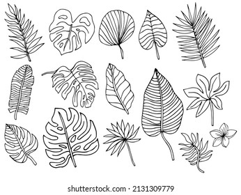 Tropical palm leave in sketch style, isolated vector illustration. Leave of palm tree in linear doodle style. Botanical minimalist print of exotic leave, sketch design.