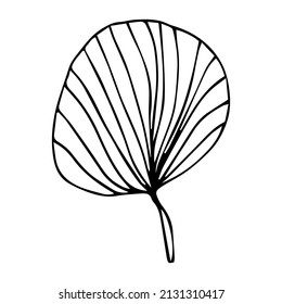 Tropical palm leave in sketch style, isolated vector illustration. Leave of palm tree in linear doodle style. Botanical minimalist print of exotic leave, sketch design.