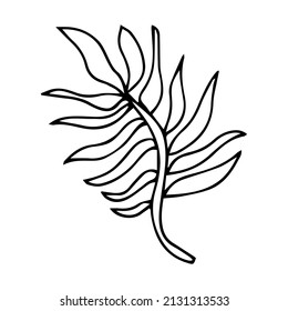 Tropical palm leave in sketch style, isolated vector illustration. Leave of palm tree in linear doodle style. Botanical minimalist print of exotic leave, sketch design.