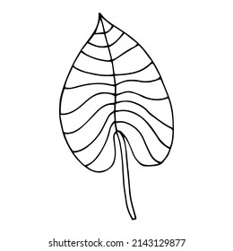 Tropical palm leave in sketch style, isolated vector illustration. Leave of palm tree in linear doodle style. Botanical minimalist print of exotic leave, sketch design.