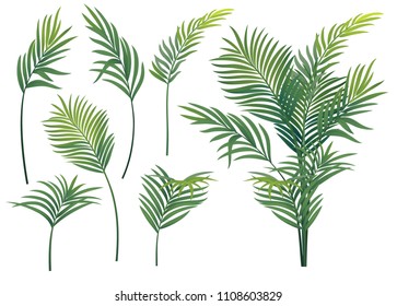 Tropical palm with tropical leaves