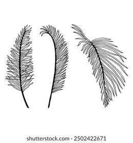 Tropical palm leaves of Acrocomia line vector illustration. Jungle, botanical ink sketch for summer floral designs. Hand drawn Anthurium simple leaves for coloring books