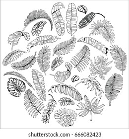 Tropical Palm Leaves in Circle. Exotic Leaf Background. Hand Drawn Black and White illustration.