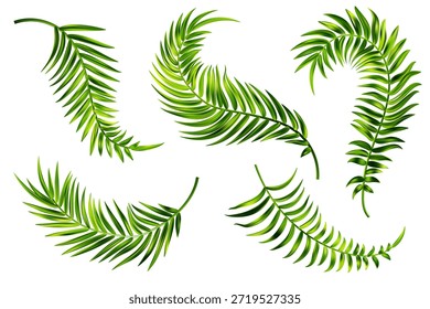 Tropical palm leaves of coconut tree. Vector summer green branch isolated on white background. Foliage of exotic plants. Floral design elements set. Botanical illustration