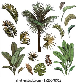 Tropical palm leaves collection. Hand drawn vector illustration.