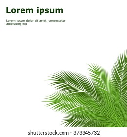 Tropical palm leaves. design background. vector illustration