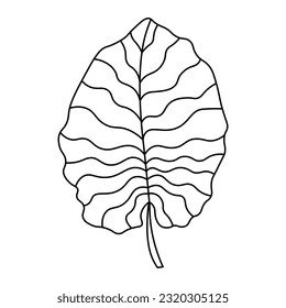 Tropical palm leaves. Doodle simple clipart. All objects are repainted.