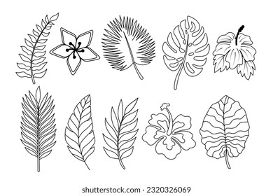 Tropical palm leaves. Doodle simple clipart. All objects are repainted.