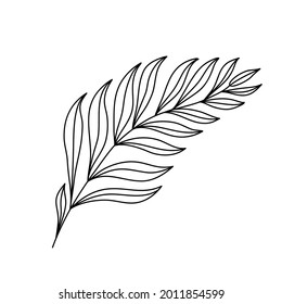 Tropical palm leaves. Exotic botanical flower. Isolated illustration element. Vector hand drawing wildflower for background, texture, wrapper pattern, frame or border.