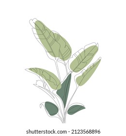 Tropical palm leaves. Exotic plants. Jungle botanical illustrations, floral elements. Abstract line art. Minimal and natural wall art