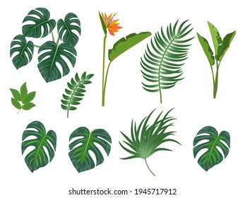 Tropical palm leaves, flowers, jungle leaves, botanical vector illustration, set isolated on white background.